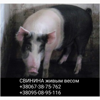 Продам свиней живой вес