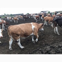 Продам коров породы Симментал