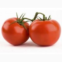 Купить помидоры от производителя