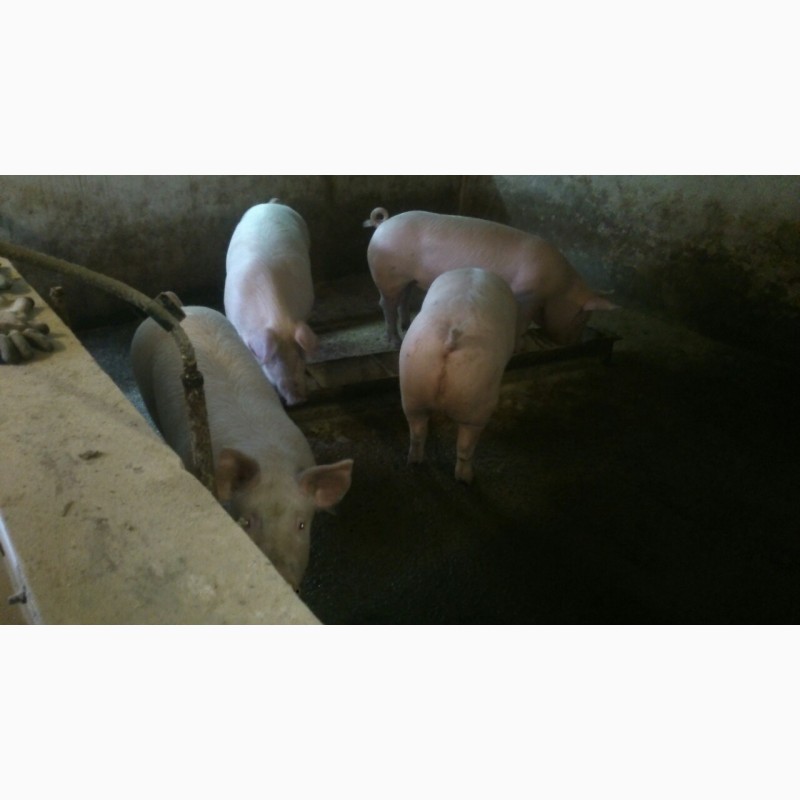 Фото 6. Продам мясных свиней