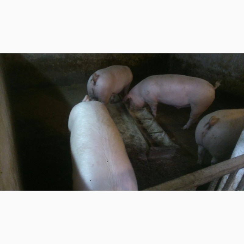 Фото 7. Продам мясных свиней