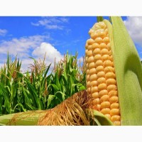 Насіння кукурудзи, канадский трансгенный гибрид кукурузы sedona bt 166 фао 180