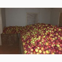 Продам яблука сорту Монтуан и Айдарет з власного саду