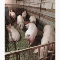 Оптовая продажа свиней
