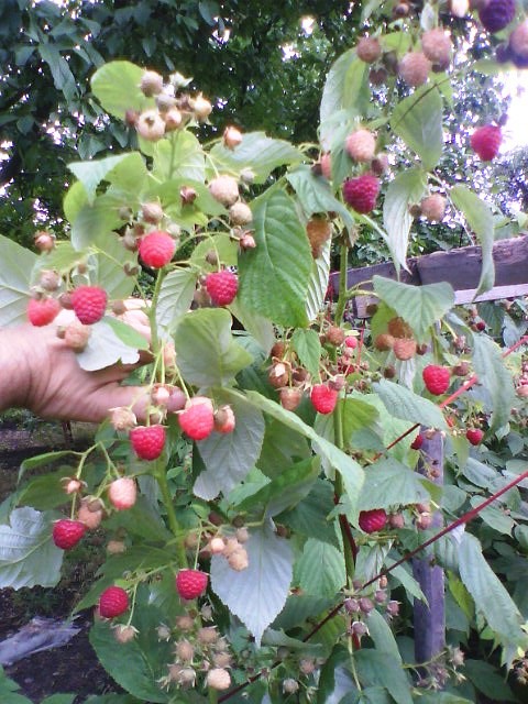 Фото 2. Продам свежую ягоду малину в Луганске