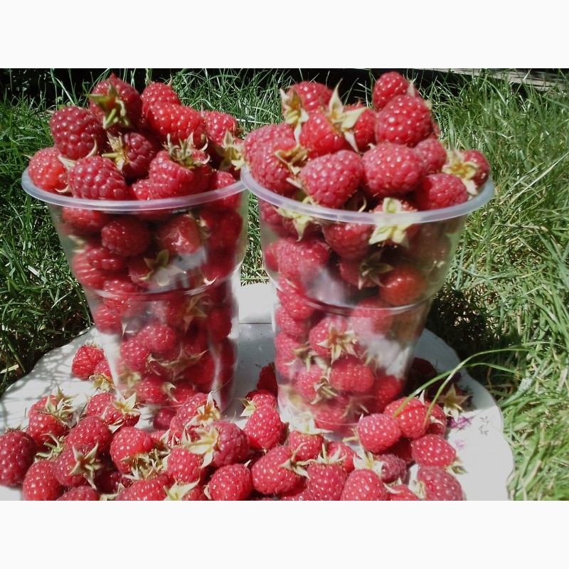 Фото 4. Продам свежую ягоду малину в Луганске