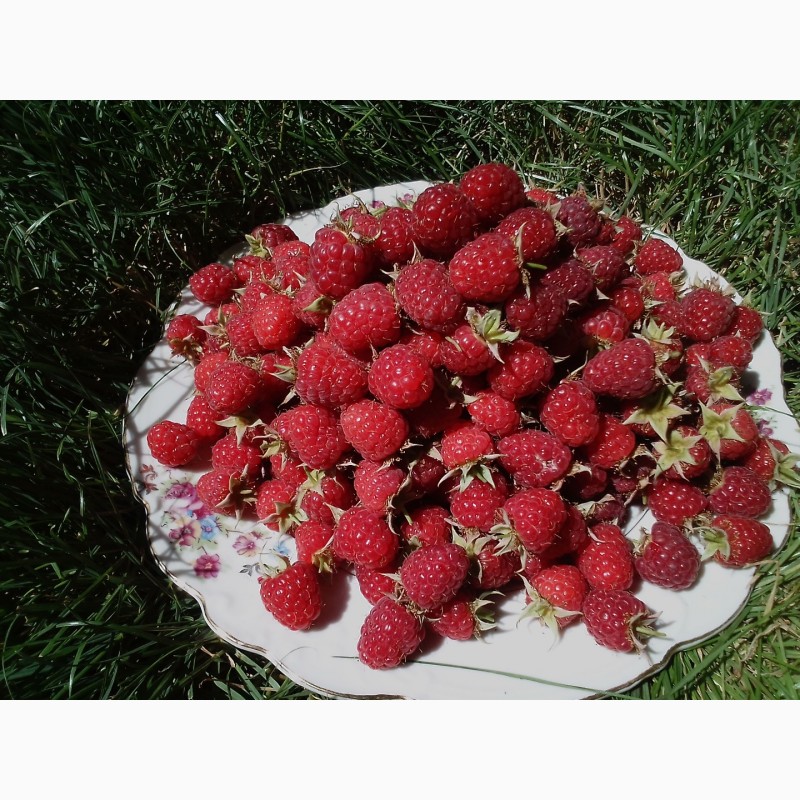 Фото 5. Продам свежую ягоду малину в Луганске