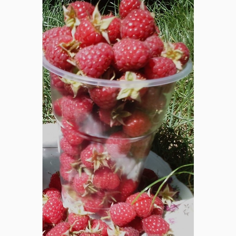 Фото 6. Продам свежую ягоду малину в Луганске