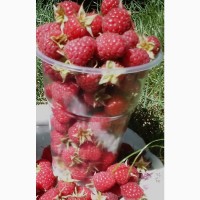 Продам свежую ягоду малину в Луганске