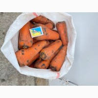 Продам Крупную Морковку Морковча сорт АБАКО