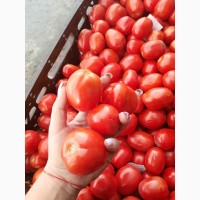 Продам помидор на бюджет