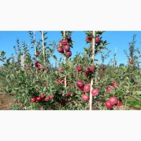 Яблуневий сад