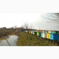 Продам бджолопакети і бджолосім’ї з вуликами карпатської породи на даданівську (300) рамку