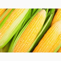 Куплю Кукурузу, Пшеницу в базе