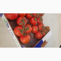 Продаю помидоры