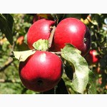 Яблуні саджанці