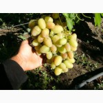 Продам виноград оптом, сорт Юбилей новочеркасский и Анюта