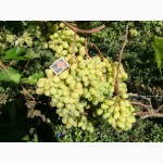 Продам виноград оптом, сорт Юбилей новочеркасский и Анюта