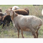 Продам племенных баранов гиссарской породы 5 - 6 мес