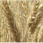 ПРОДАМ СЕМЕНА 3 сортов посевной пшеницы украинской, канадской и чешской селекции, Винница