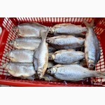 Рыбная компания реализует оптом речную вяленую рыбу от производителя
