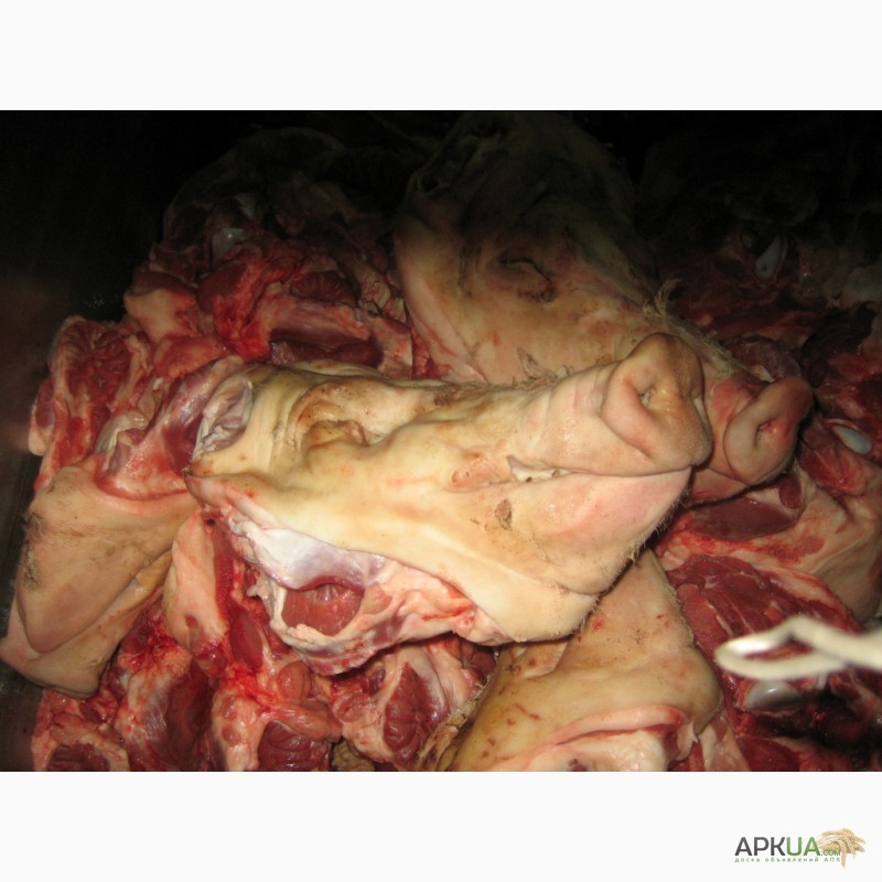 Фото 4. Мясообрізь з субродуктів, корм для тварин, субпродукти, кістки, жир кишковий, жир-сирець