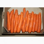 Продається оптом морква мита, звичайна