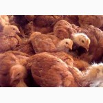 Подрощенные цыплята мясо-яичных пород ( венгерки ) оптом