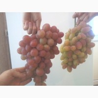 Продам виноград лучших столовых сортов