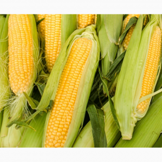 Семена кукурузы Здобуток ФАО 290 (Маис)