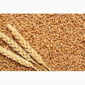 Продам пшеницу 3 класс 2018 ГОДА УРОЖАЯ