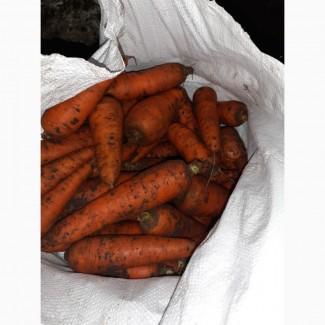 Морковь крупным оптом (Каховка)