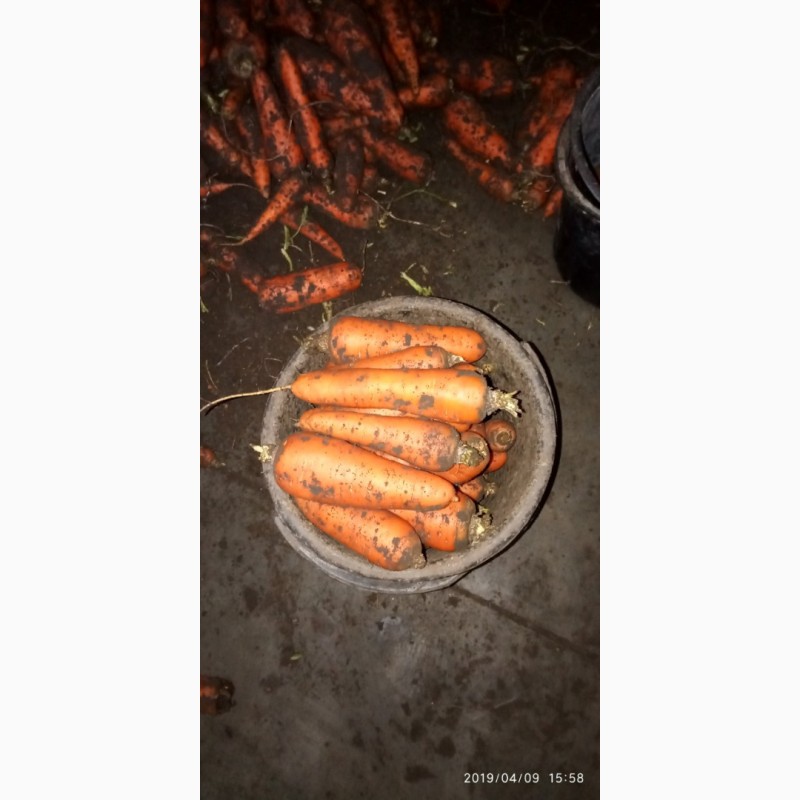 Фото 2. Морковь крупным оптом (Каховка)