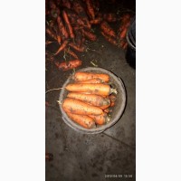 Морковь крупным оптом (Каховка)