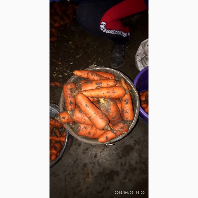 Фото 3. Морковь крупным оптом (Каховка)
