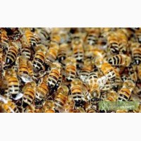 Продам 6 пчелосемей без ульев