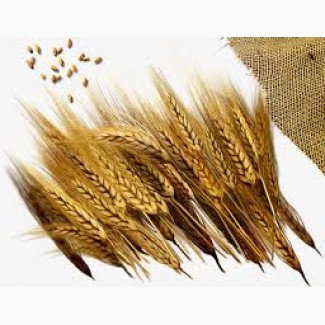 Покупаем отруби пушистые пшеничные, ржаные, зерноотходы