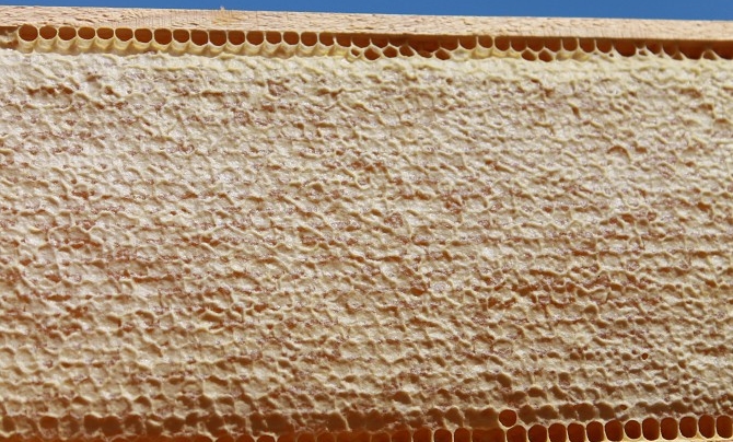 Фото 7. Мёд.Сотовый мёд.Натуральный.Вызревший нектар лечебных трав заповедника