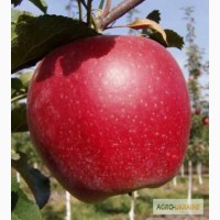 Очень вкусные яблоки из Винницкой области