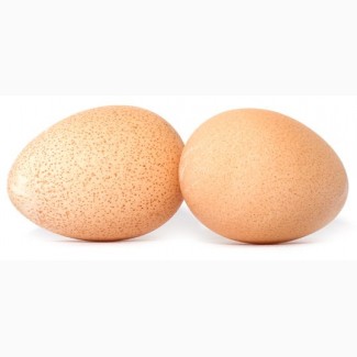 Предлагаем Вам инкубационное яйцо Испанка, Мастер Грей, Редбро, Фокси Чик, Гриз Бар