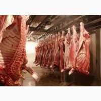 Закуповуємо свиней на м`ясо живою вагою, по вси Україні