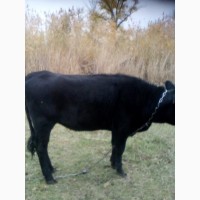 Комбинат проводит закупку быков коров в Сумской обл