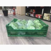 Продам салат лола бионда айсберг стебель сердерея