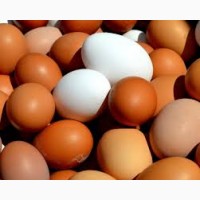 Куплю яйца куриные крупным оптом