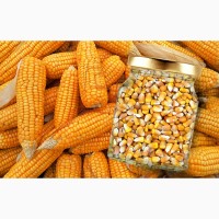 Продам кукурудзу Чернігівська область, 1000 тонн