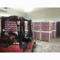 Продам апельсини та інші цитрусові від поставщика з 5 тонн