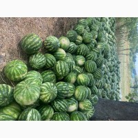 Продам кавуни оптом