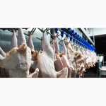 Куриные тушки мясной породы из Евросоюза