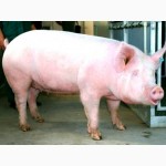 Продам беконных свиней живым весом