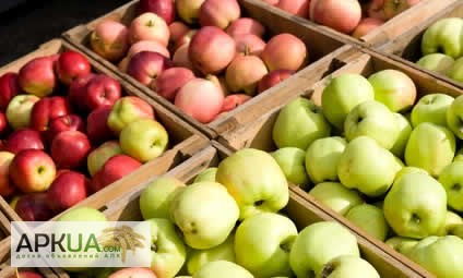 Фото 2. Продаємо в гарному окрасі та смачні яблука врожаю 2021